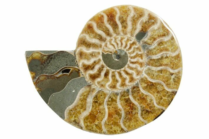 Cut & Polished Ammonite Fossil (Half) - Madagascar #349038